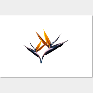 Strelitzia - the Bird of Paradise Flower Posters and Art